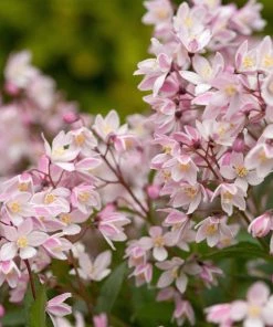 Garden Goods Direct Proven Winners® Color Choice® Yuki Cherry Blossom® Deutzia