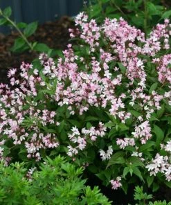 Garden Goods Direct Proven Winners® Color Choice® Yuki Cherry Blossom® Deutzia
