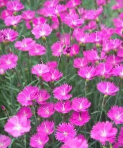 Garden Goods Direct Dianthus Firewitch Perennials