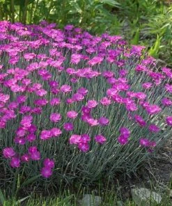 Garden Goods Direct Dianthus Firewitch Perennials