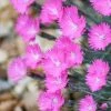 Garden Goods Direct Dianthus Firewitch Perennials