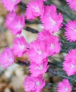 Garden Goods Direct Dianthus Firewitch Perennials