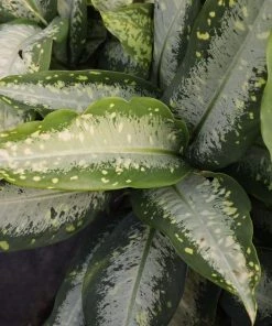 Garden Goods Direct House Plants Dieffenbachia Panther Dumb Cane