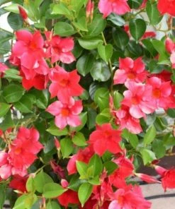 Garden Goods Direct House Plants Dipladenia Plant