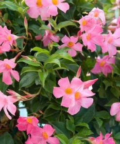 Garden Goods Direct House Plants Dipladenia Plant 9 Garden Goods Direct House Plants Dipladenia Plant