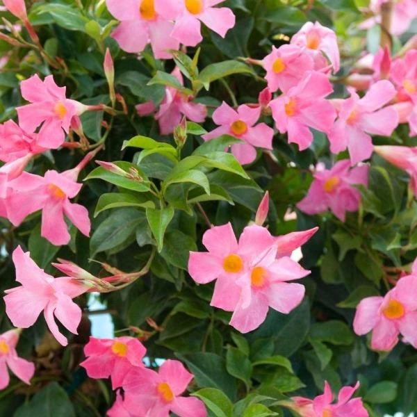 Garden Goods Direct House Plants Dipladenia Plant 5 Garden Goods Direct House Plants Dipladenia Plant