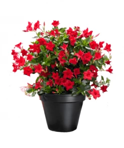 Garden Goods Direct House Plants Dipladenia Plant 8 Garden Goods Direct House Plants Dipladenia Plant