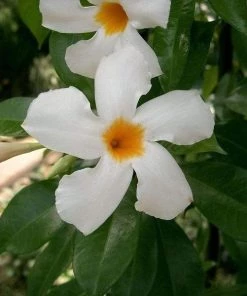 Garden Goods Direct House Plants Dipladenia Plant 7 Garden Goods Direct House Plants Dipladenia Plant