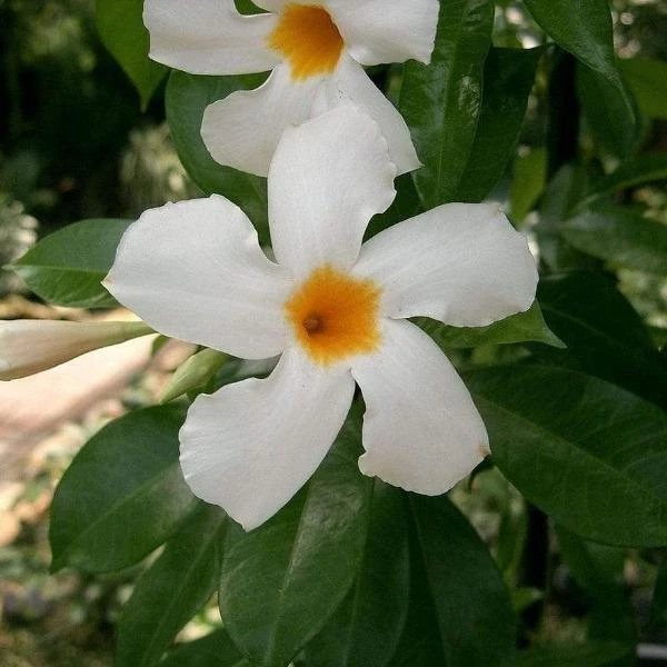 Garden Goods Direct House Plants Dipladenia Plant 3 Garden Goods Direct House Plants Dipladenia Plant