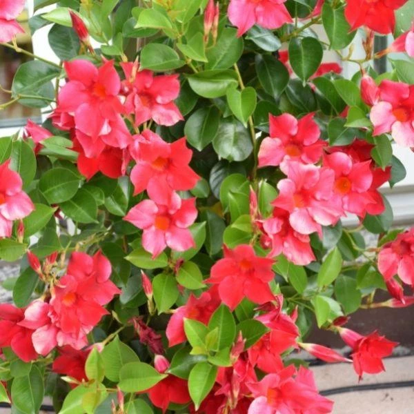 Garden Goods Direct House Plants Dipladenia Plant 2 Garden Goods Direct House Plants Dipladenia Plant