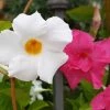 Garden Goods Direct House Plants Dipladenia Plant