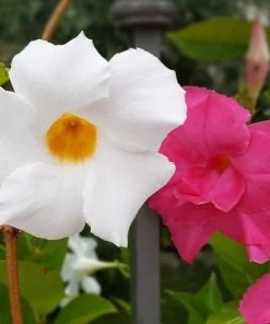 Garden Goods Direct House Plants Dipladenia Plant