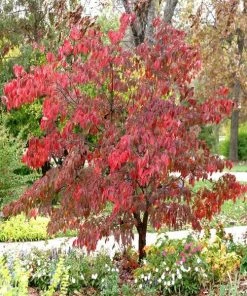 Garden Goods Direct Trees Cherokee Brave Dogwood