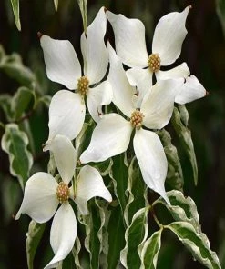 Garden Goods Direct Wolf Eyes Dogwood Trees