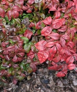 Garden Goods Direct Shrubs Heavenly Bamboo 8 Garden Goods Direct Shrubs Heavenly Bamboo