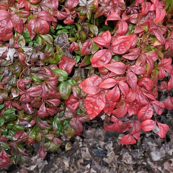 Garden Goods Direct Shrubs Heavenly Bamboo 4 Garden Goods Direct Shrubs Heavenly Bamboo