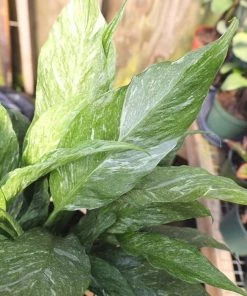 Garden Goods Direct Domino Variegated Peace Lily House Plants