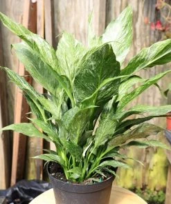 Garden Goods Direct Domino Variegated Peace Lily House Plants