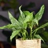 Garden Goods Direct Domino Variegated Peace Lily House Plants