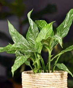 Garden Goods Direct Domino Variegated Peace Lily House Plants