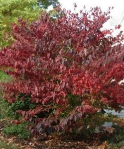 Garden Goods Direct Doublefile Viburnum Shrubs