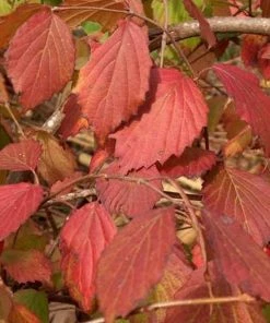 Garden Goods Direct Doublefile Viburnum Shrubs