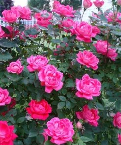 Garden Goods Direct Pink Double Knock Out® Rose