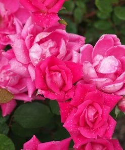 Garden Goods Direct Pink Double Knock Out® Rose 7 Garden Goods Direct Pink Double Knock Out® Rose