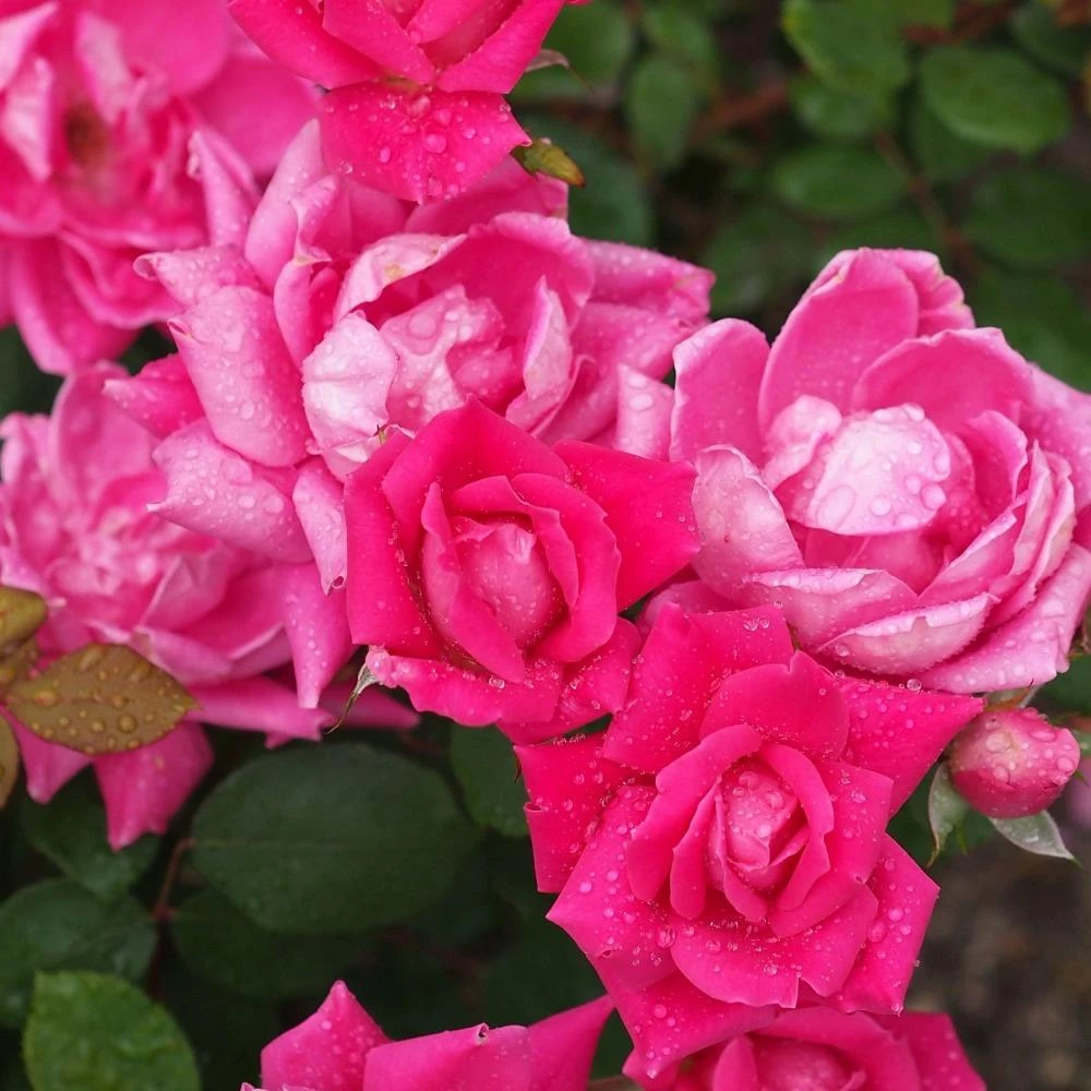 Garden Goods Direct Pink Double Knock Out® Rose 4 Garden Goods Direct Pink Double Knock Out® Rose