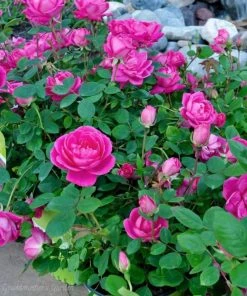 Garden Goods Direct Pink Double Knock Out® Rose 6 Garden Goods Direct Pink Double Knock Out® Rose