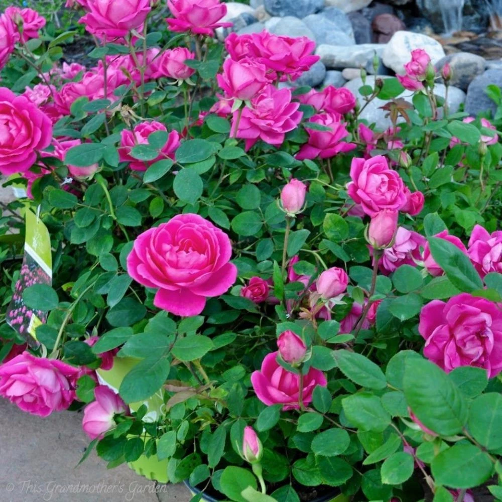 Garden Goods Direct Pink Double Knock Out® Rose 3 Garden Goods Direct Pink Double Knock Out® Rose