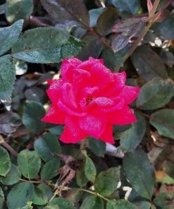 Garden Goods Direct Double Red Knock Out® Rose 6 Garden Goods Direct Double Red Knock Out® Rose