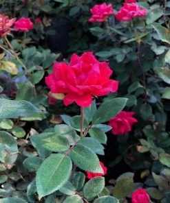 Garden Goods Direct Double Red Knock Out® Rose