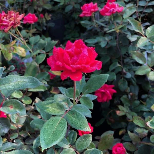 Garden Goods Direct Double Red Knock Out® Rose 1 Garden Goods Direct Double Red Knock Out® Rose