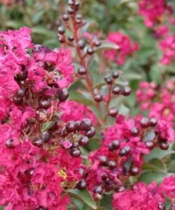 Garden Goods Direct Shrubs Double Feature Crape Myrtle
