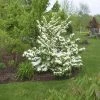 Garden Goods Direct Doublefile Viburnum Shrubs