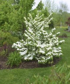 Garden Goods Direct Doublefile Viburnum Shrubs