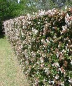Garden Goods Direct Shrubs Rose Creek Abelia 6 Garden Goods Direct Shrubs Rose Creek Abelia