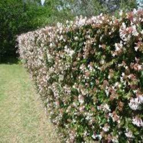 Garden Goods Direct Shrubs Rose Creek Abelia 3 Garden Goods Direct Shrubs Rose Creek Abelia