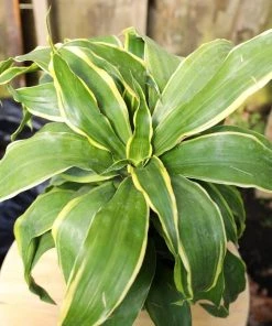 Garden Goods Direct Dracaena Dorado