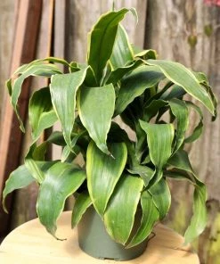 Garden Goods Direct Dracaena Dorado