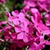 Garden Goods Direct Perennials Drummond's Pink Creeping Phlox
