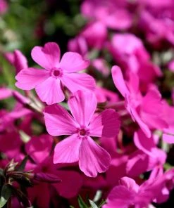Garden Goods Direct Perennials Drummond's Pink Creeping Phlox