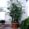 Garden Goods Direct Bamboo Palm