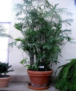 Garden Goods Direct Bamboo Palm