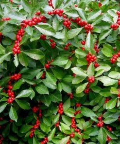 Garden Goods Direct Shrubs Red Sprite Winterberry Holly