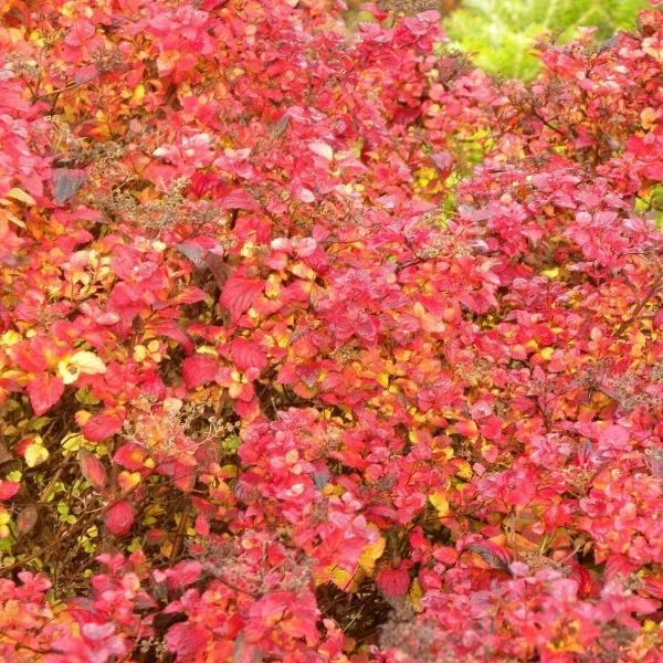 Garden Goods Direct Little Princess Spirea 3 Garden Goods Direct Little Princess Spirea