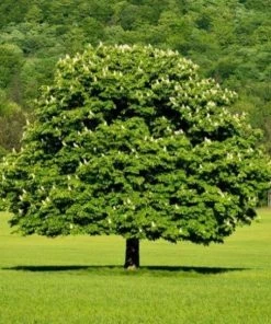 Garden Goods Direct Dunstan Chestnut