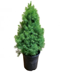 Garden Goods Direct Dwarf Alberta Spruce Trees