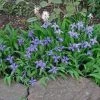 Garden Goods Direct Dwarf Crested Iris